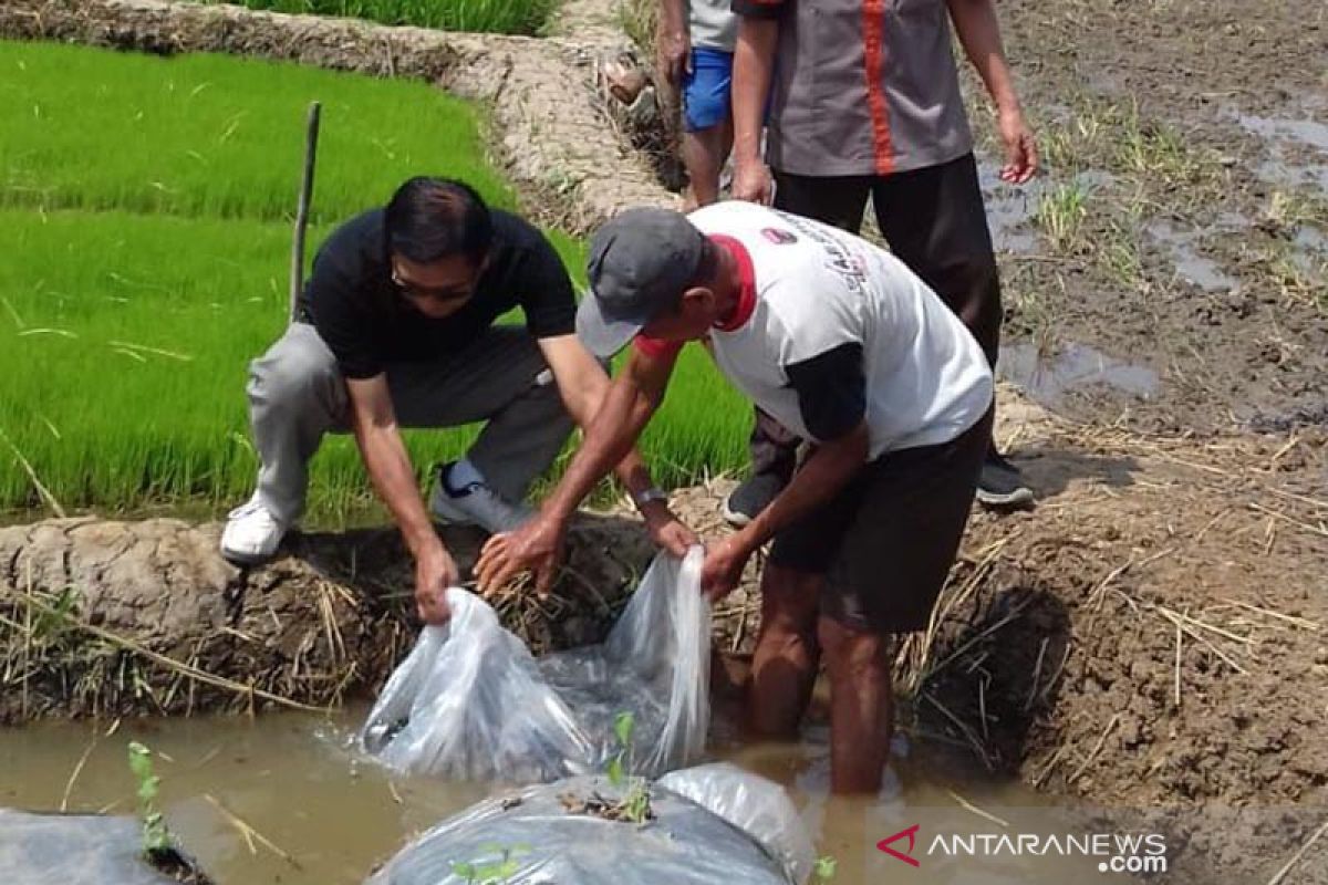 Inovasi-kreativitas optimalkan pemanfaatan lahan pertanian di Kota Magelang