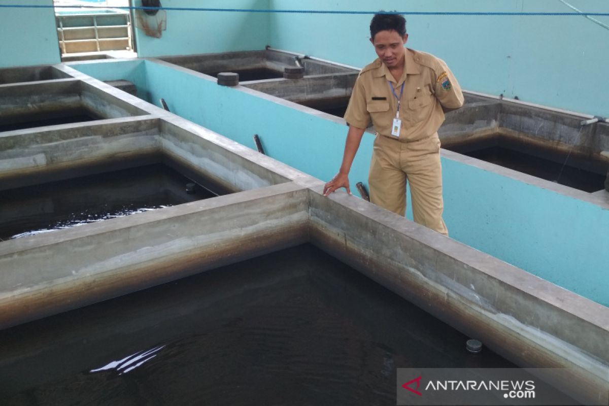 Kemarau, Balai Benih Ikan Kudus gagal produksi