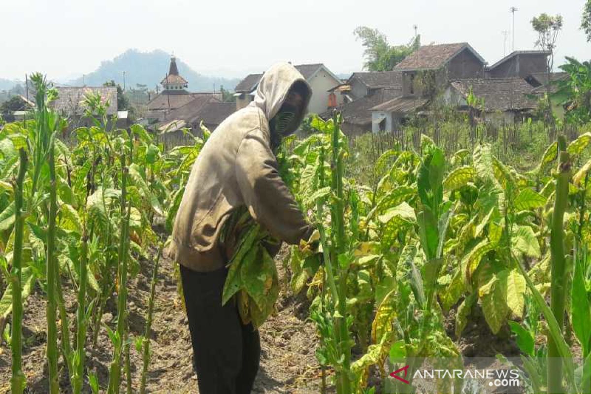 30 persen tanaman tembakau di Temanggung belum dipanen