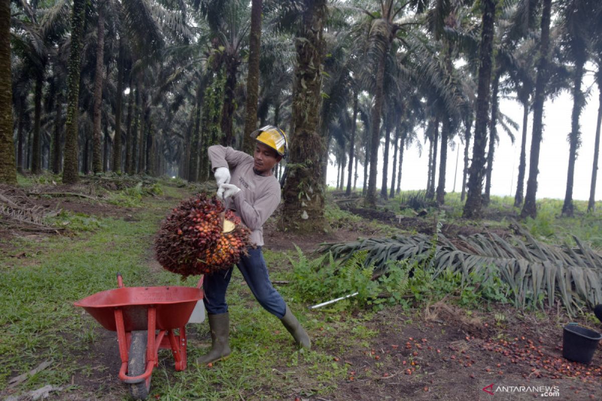 Harga TBS sawit di Riau naik Rp26,27 per kg