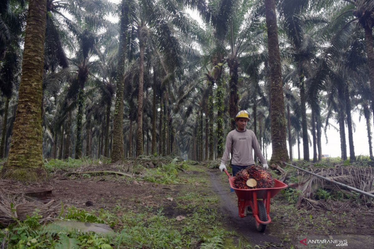 Ringgit Malaysia melemah dongkrak permintaan atas sawit Riau