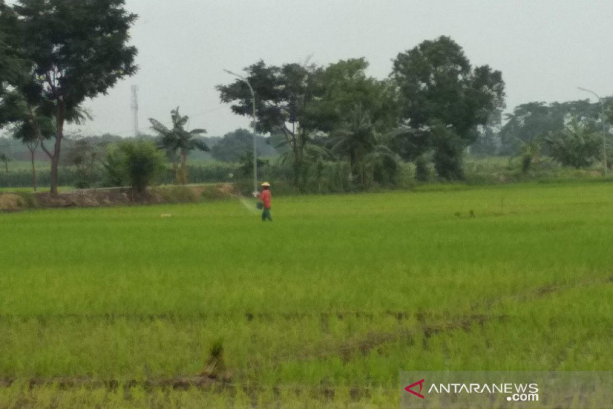 Pemprov Jateng tambah stok atasi kelangkaan pupuk