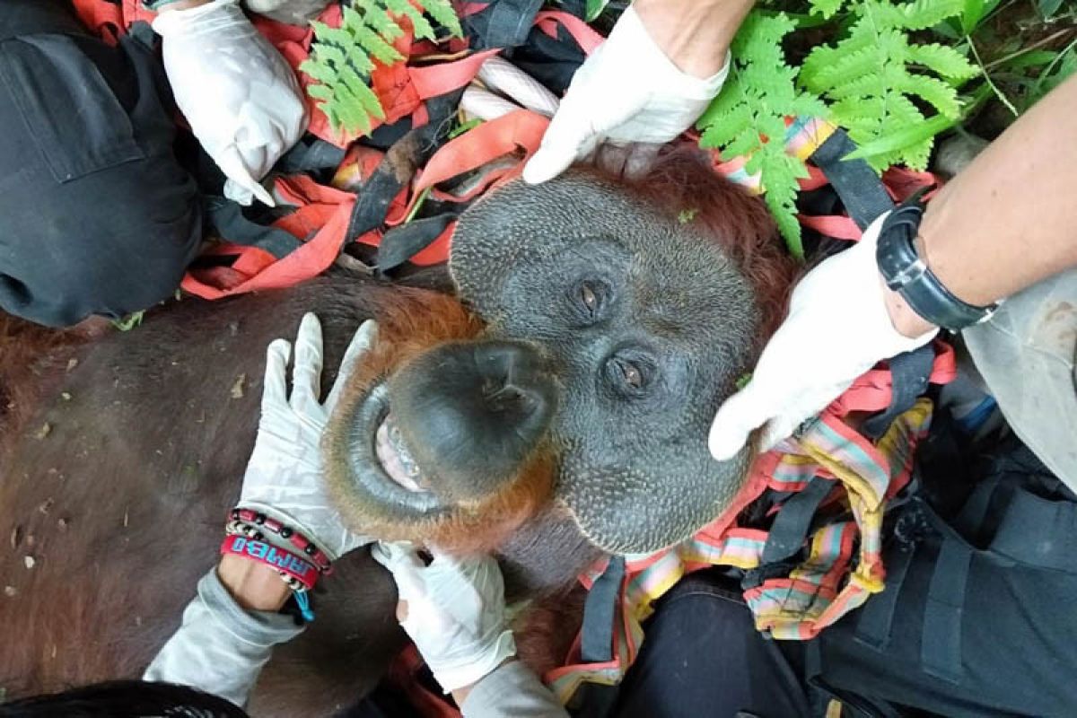 Seekor orang utan ditangkap karena masuk perkebunan warga