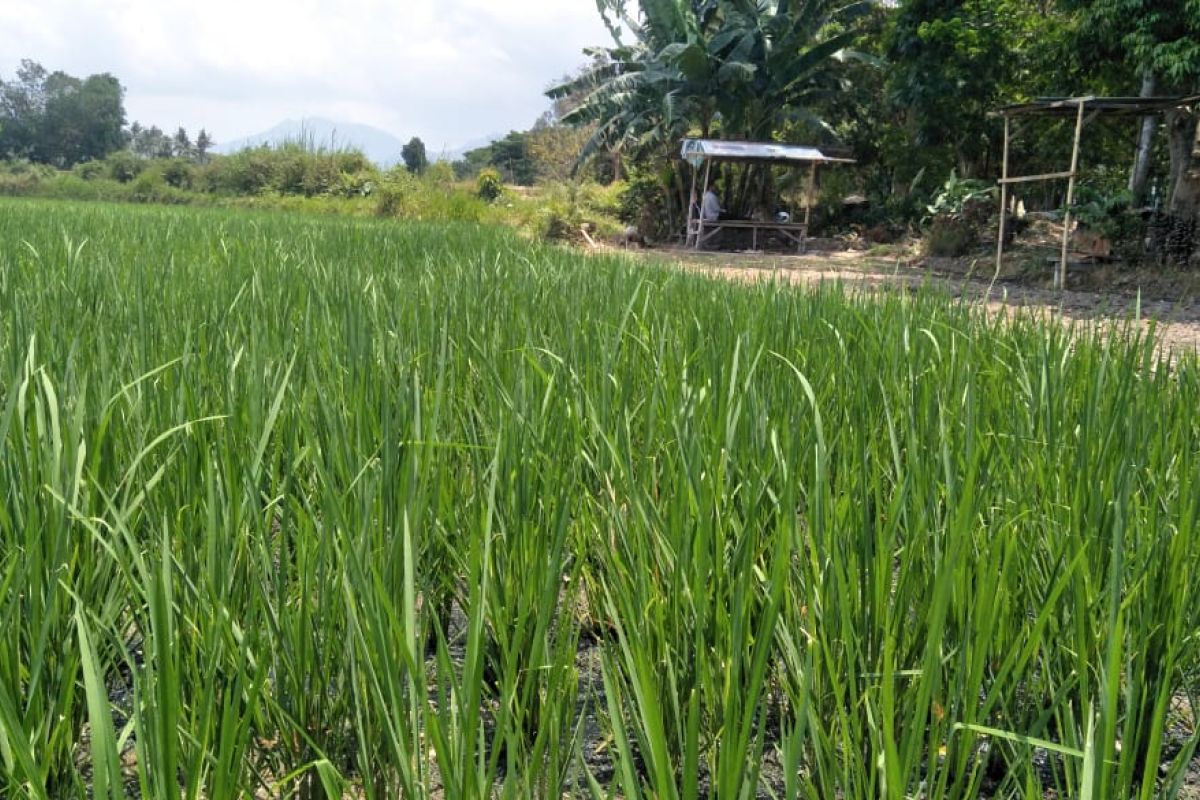 Petani Mataram masih aman tanam padi di musim kemarau