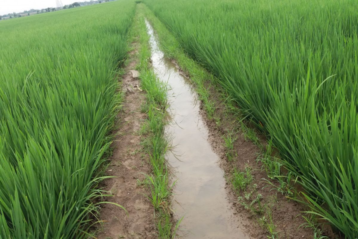 Pemerintah Desa Pandan Dulang OKU  bangun sistem irigasi sawah