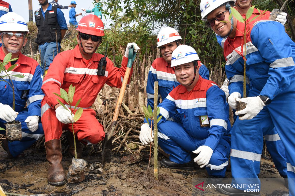 Pertamina Dumai gandeng pelajar tanam 1.000 mangrove