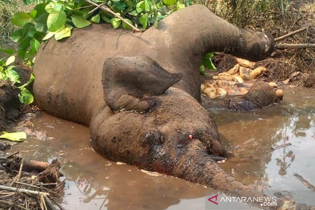 Kematian gajah sumatera berkaki buntung diduga akibat sakit, begini penjelasannya