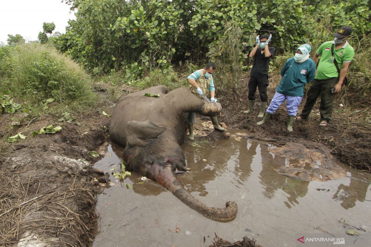 Gajah sumatera ditemukan mati di wilayah konsesi Arara Abadi di Bengkalis