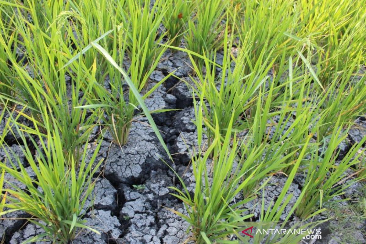 Para petani terpaksa gunakan air tangki untuk mengairi sawah