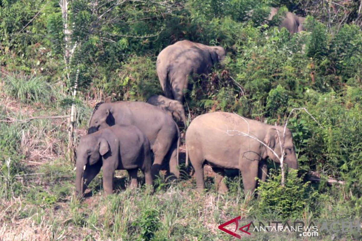 Gajah liar ngamuk empat rumah warga diterjangnya tanpa ampun