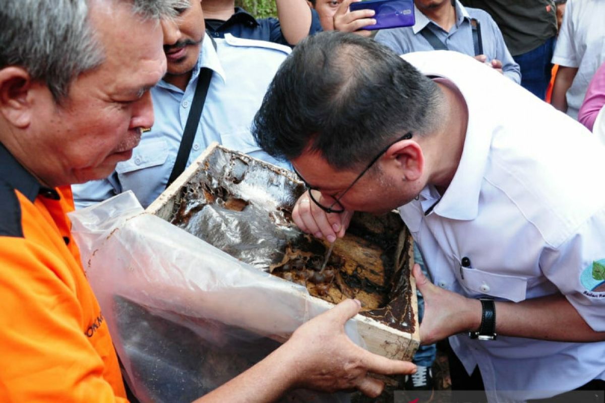 Manisnya madu kelulut cegah kebakaran lahan gambut