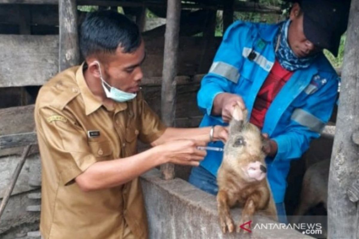 Puluhan ekor babi mati di Kupang, tapi bukan karena virus ASF