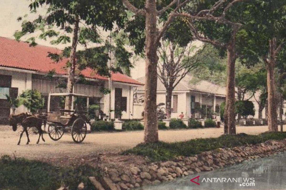 Telaah - Pohon perindang dan kisahnya di Kota Magelang