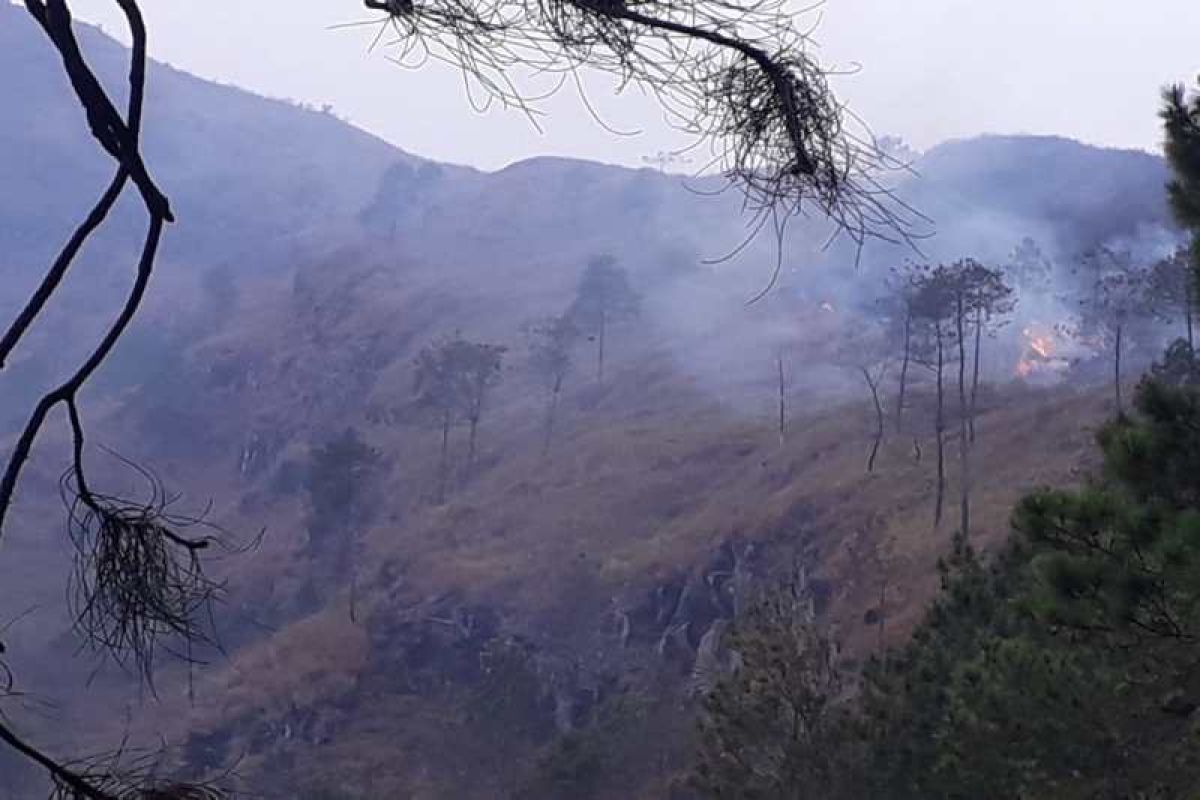 Hutan lereng Gunung Andong terbakar