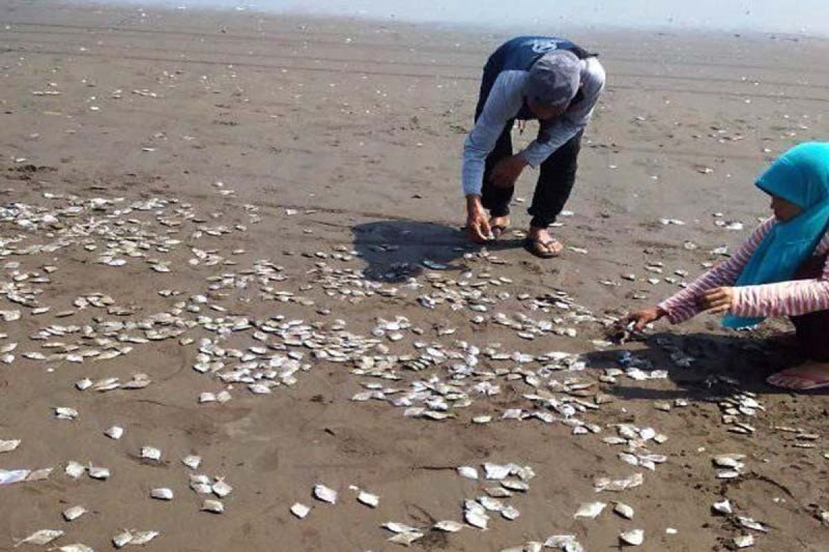 Ribuan ikan mati mendadak di Cilacap jadi viral