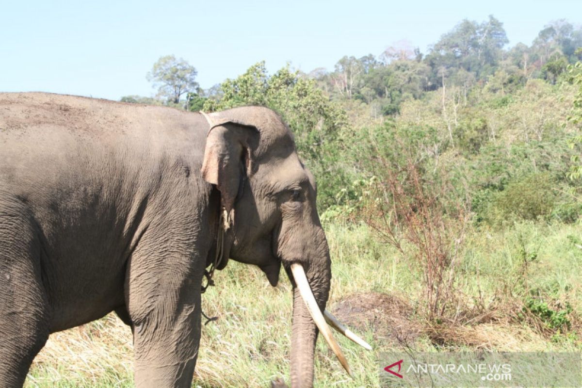 Warga: konflik gajah butuh penanganan tuntas dari pemerintah