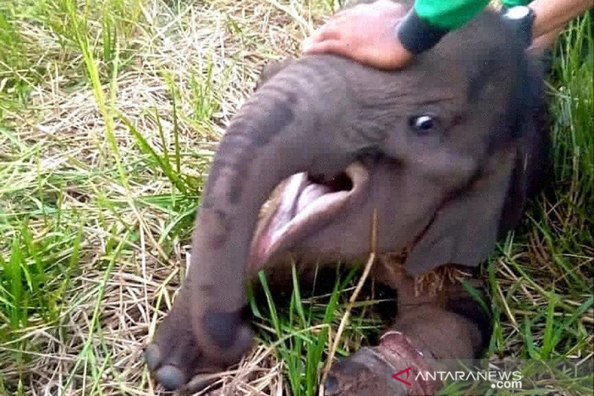 Seekor anak gajah terjerat dan terpisah dari rombongannya