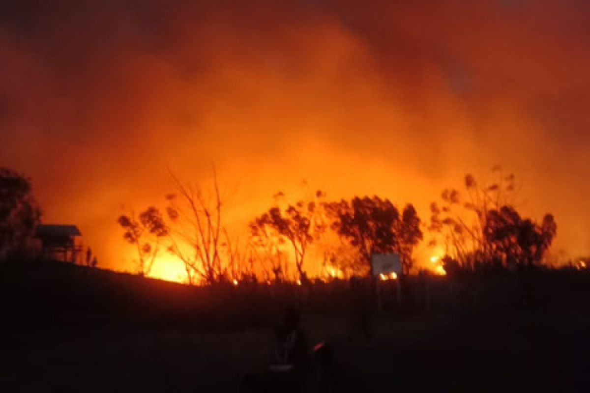 Areal sabana di Gunung Tambora terbakar