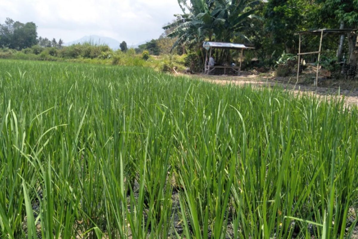 10 hektare sawah di Kota Mataram terancam kekeringan