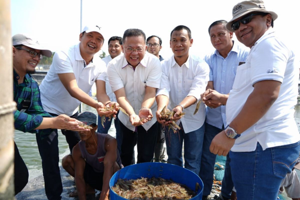 PTPN IX panen raya udang vaname 10 hektare di Pemalang