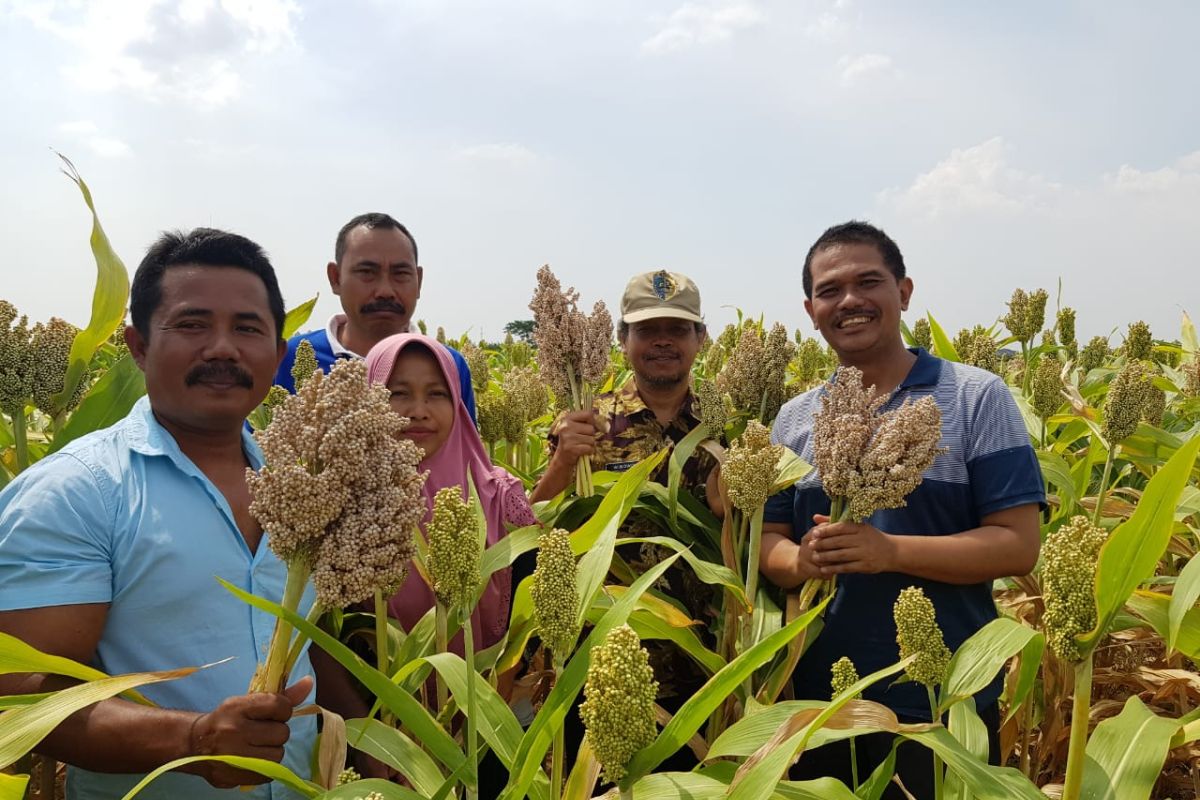 Renungan HPS ke-39, saatnya kembali ke pangan lokal