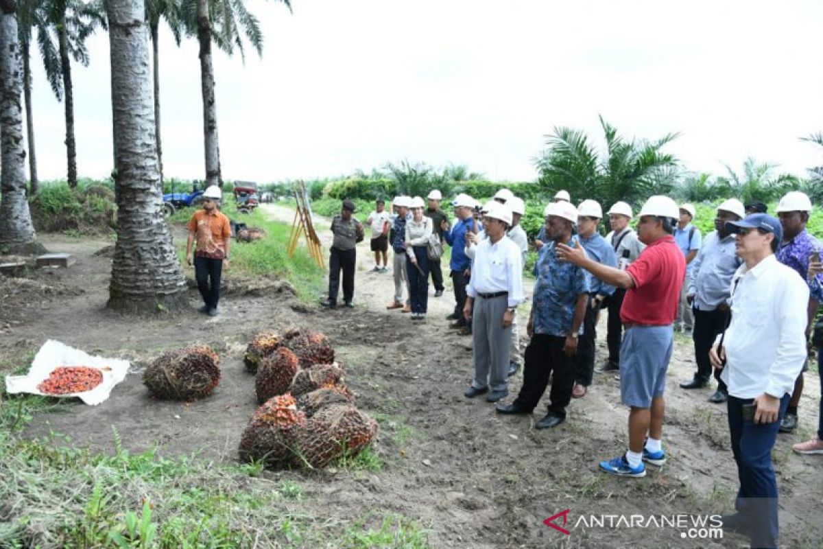 Dirut PTPN V : Produktivitas sawit berbanding lurus dengan tingkat kedisiplinan