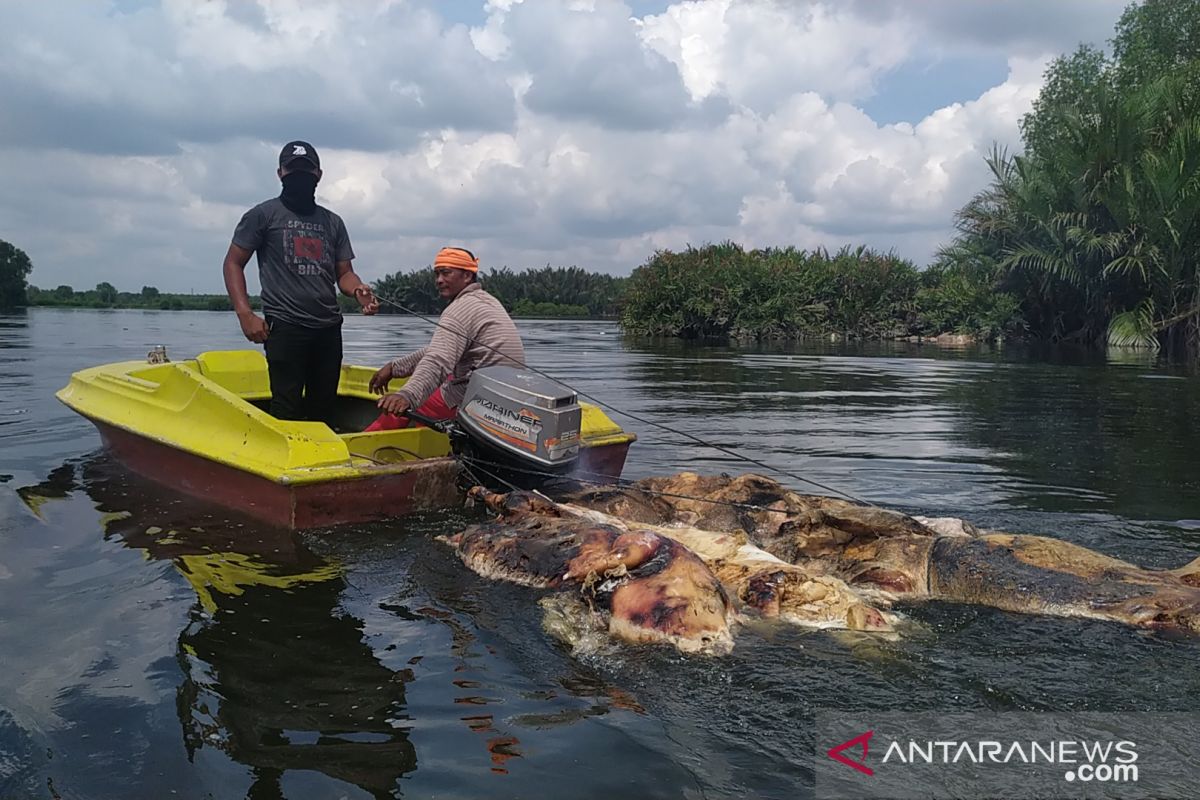 Ratusan bangkai babi di Danau Siombak dievakuasi bertahap