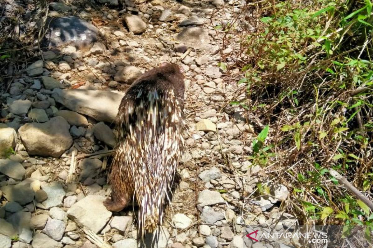 30 landak dilepasliarkan di kawasan Merbabu