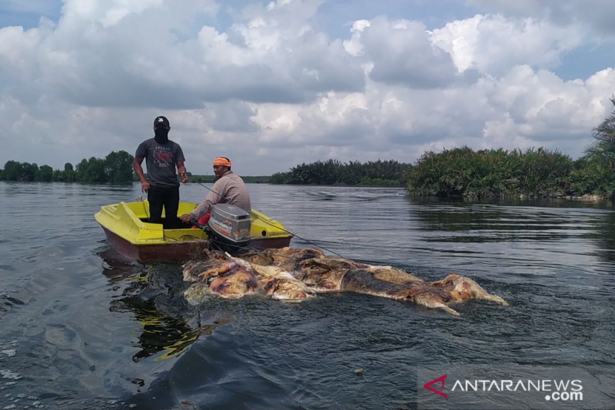 Pakar: Bangkai babi dibuang ke sungai picu penyakit infeksi