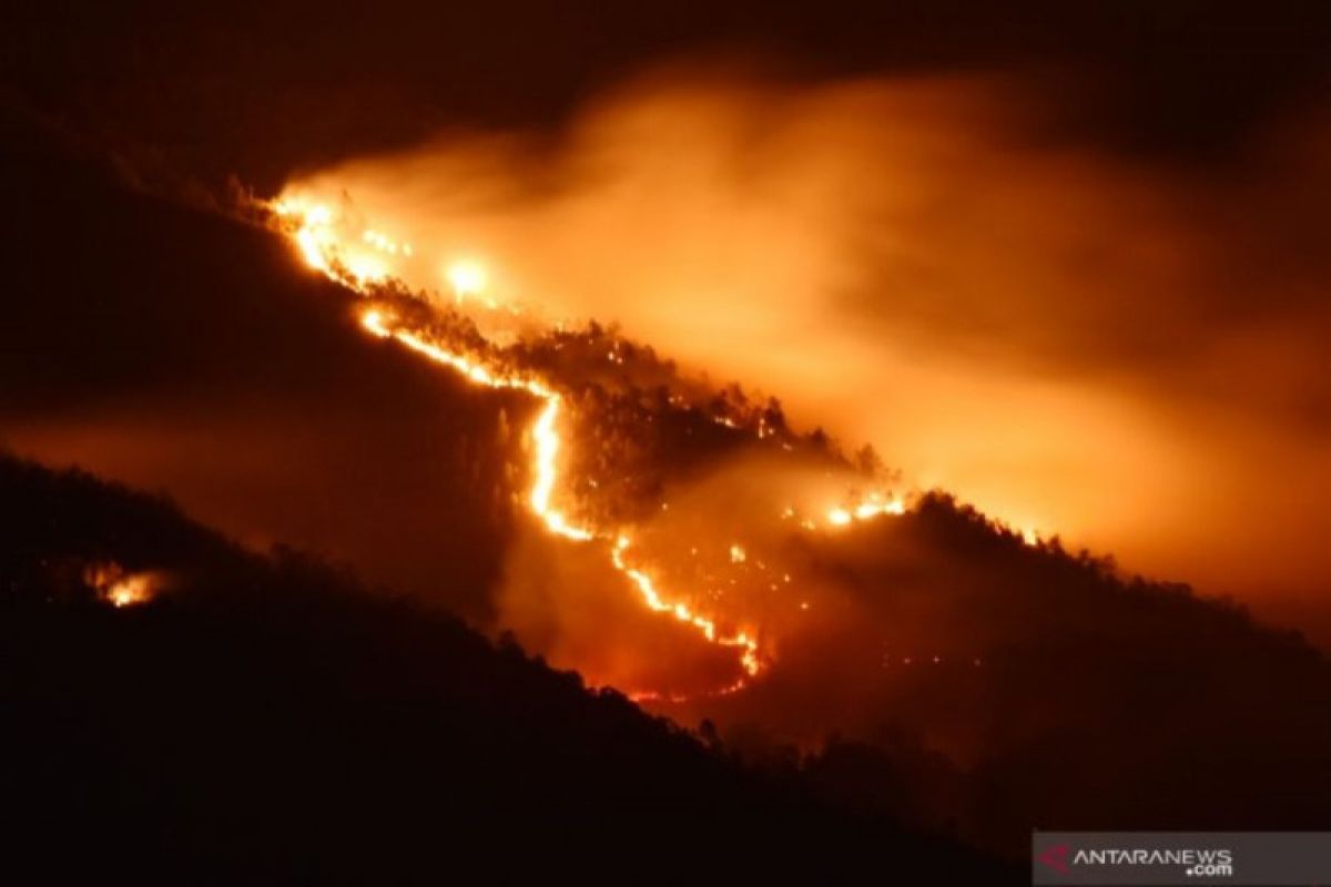 Hutan lereng Gunung Lawu terbakar