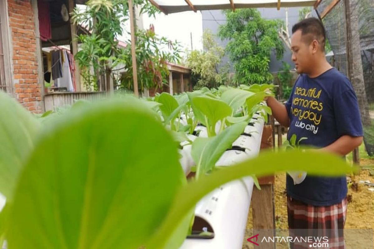 Petani  Kendari mampu produksi sayur hidroponik