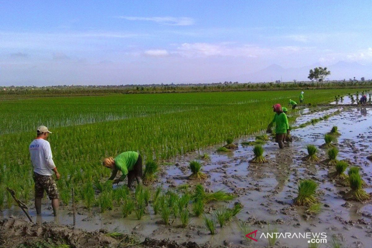 Petani di Kudus yang memulai tanam padi masih minim