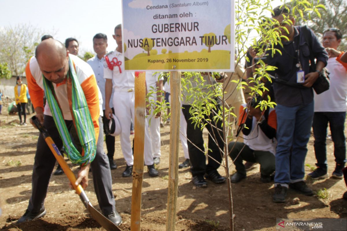 DPMPTSP  NTT terbitkan izin investasi asing produksi cendana di Timor