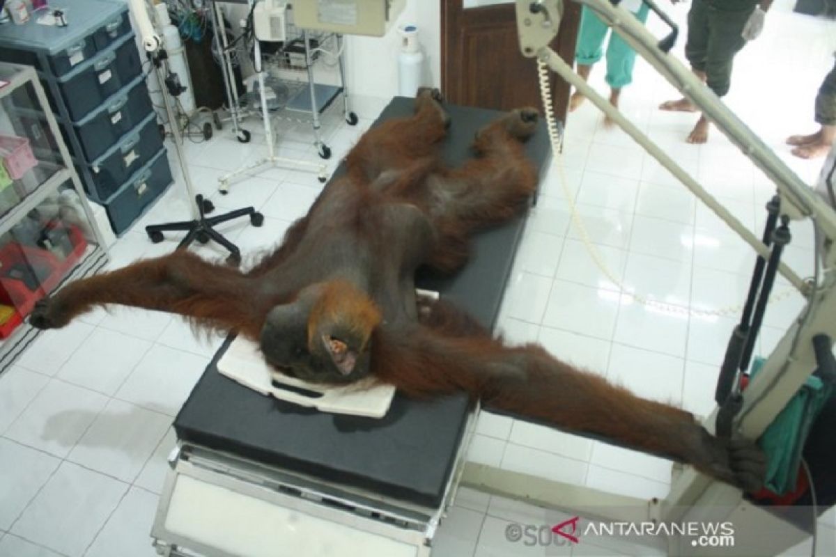 Seekor orangutan Sumatera ditembak liar, 24 peluru bersarang di tubuh