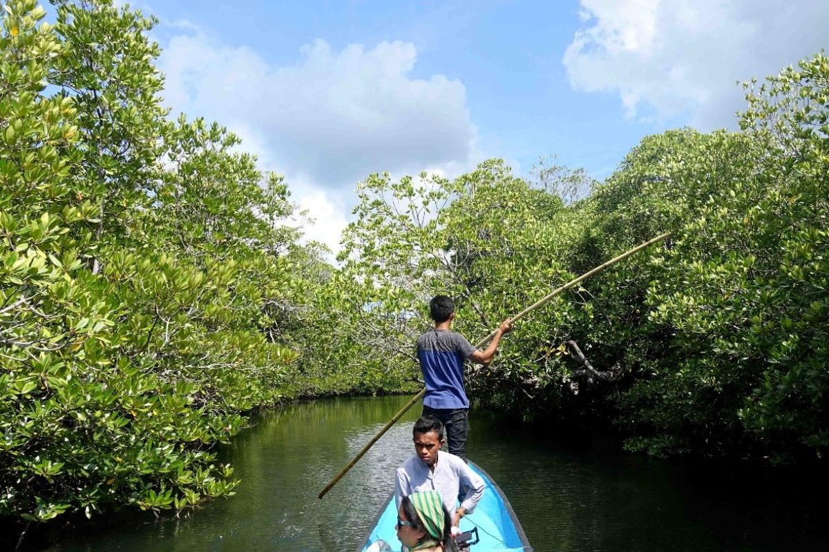 Kawasan ekowisata bakau hadir di Wakatobi