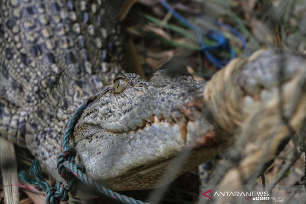 Buaya muncul, warga Desa Ujan Mas diimbau jauhi sungai