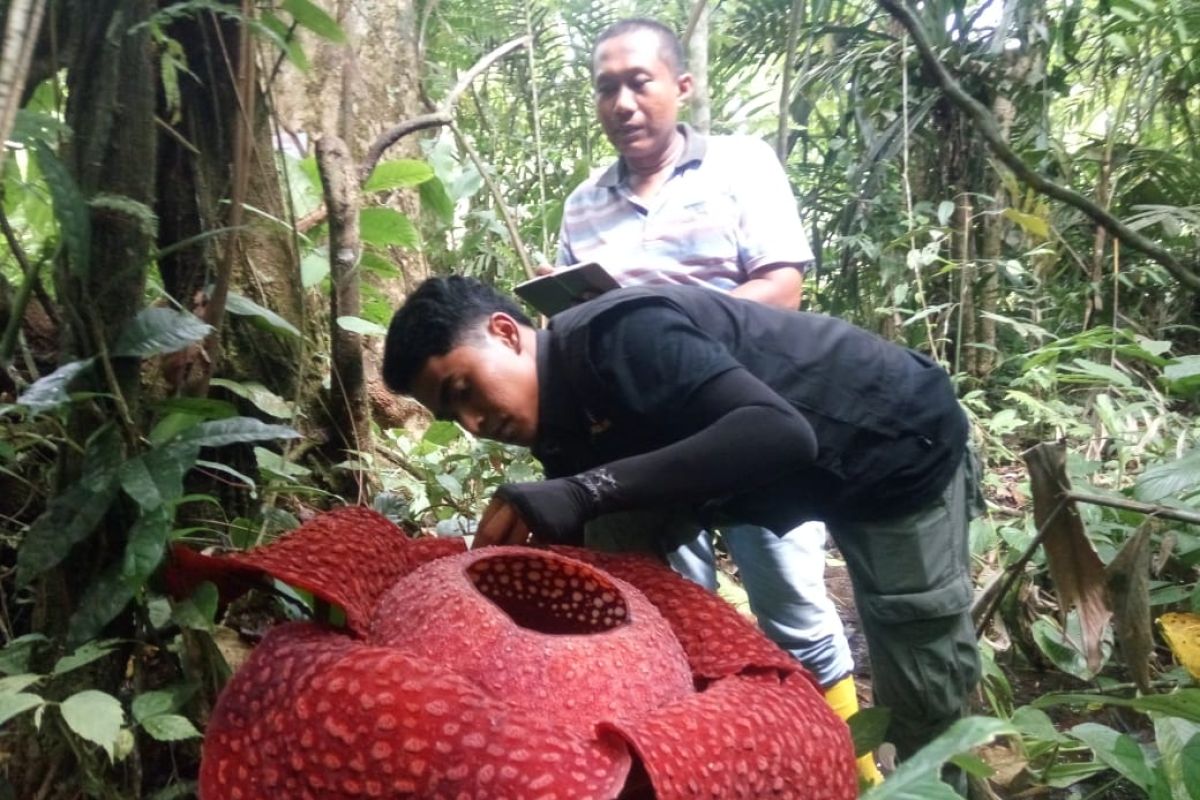 Empat Raflesia arnoldii mekar bersamaan di Agam