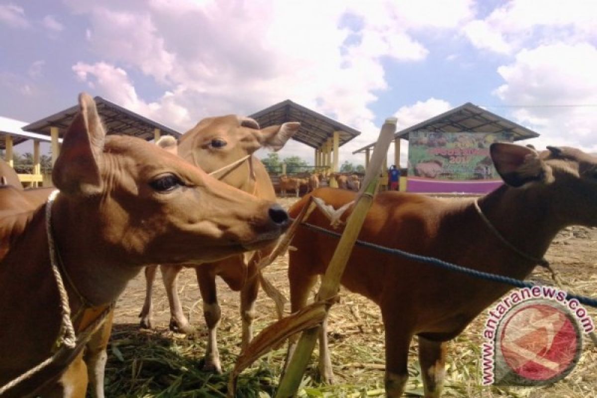 NTB menghentikan pengiriman sapi ke daerah lain