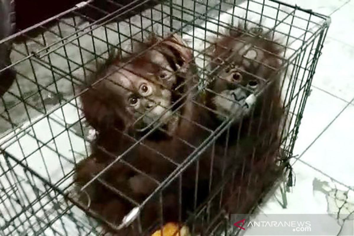 Induk bayi orangutan telantar diduga sudah dibunuh