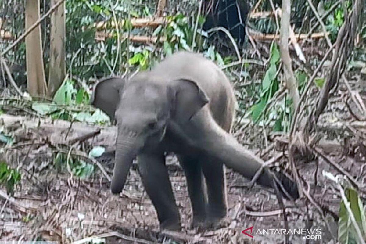 Kasihan, bayi gajah sumatera terjerat lagi di konsesi HTI di Riau