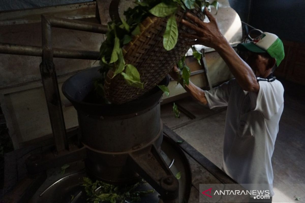 Teh kemasan petani Batang tembus pasar Asia dan Eropa