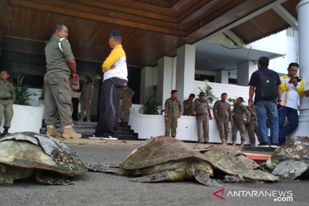 Warga menyerahkan empat bangkai penyu ke Gubernur Bengkulu