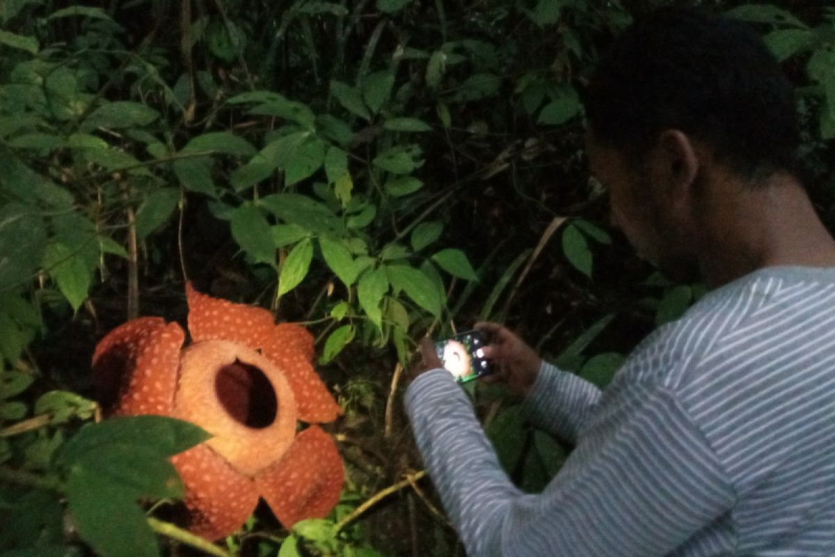 Delapan bunga Rafflesia di Agam akan mekar sebulan ke depan