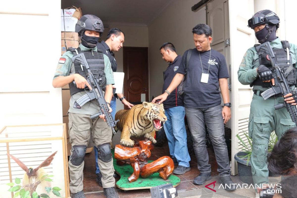 Buntut penodongan pelajar SMA, Polisi sita  satwa yang diawetkan dari rumah pengemudi Lamborghini