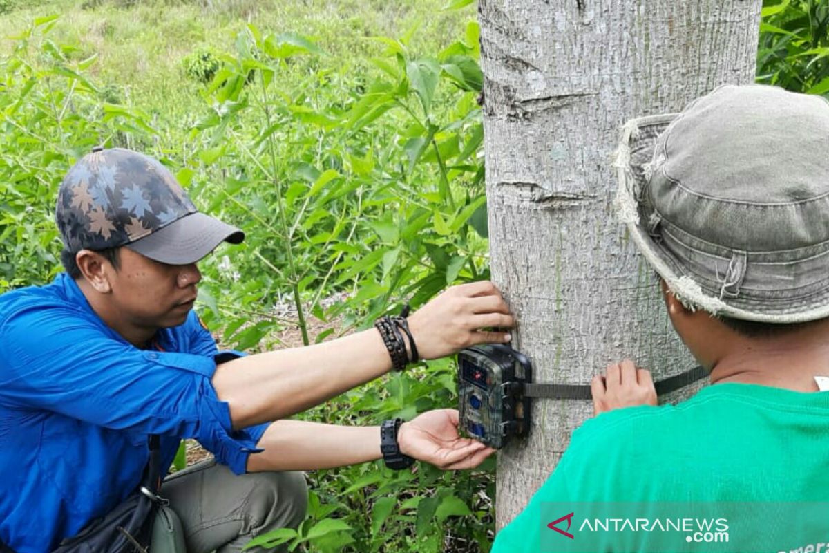 BKSDA South Sumatra installs six other camera traps to avert human-sumatran tiger conflict