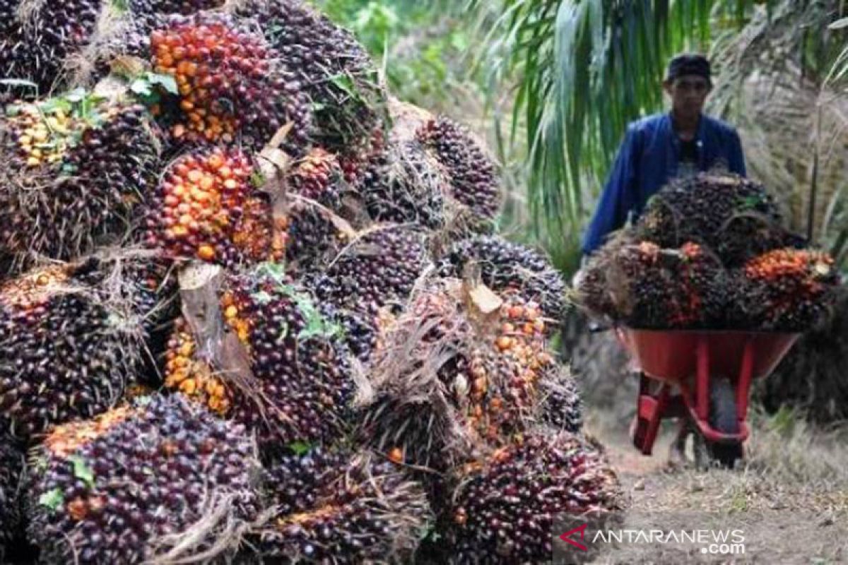 Harga CPO di daerah ini anjlok jadi Rp618 per kilogram