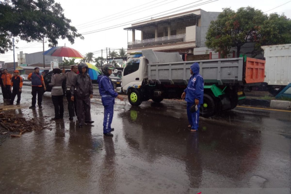 Pengendara motor tewas tertimpa pohon