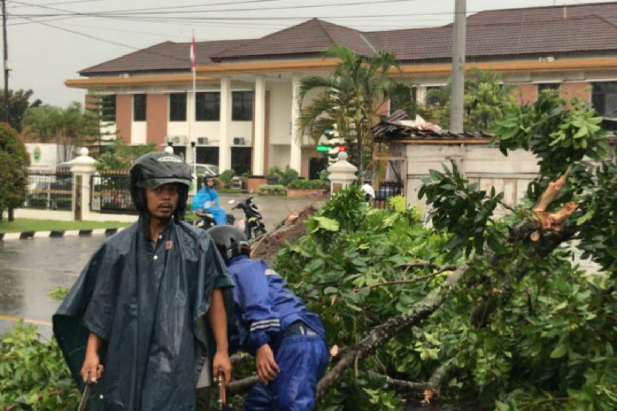 Angin kencang tumbangkan puluhan pohon di Banyumas