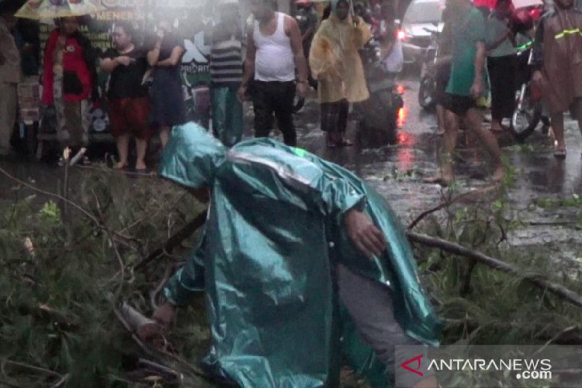 Hujan deras disertai angin kencang, dua orang tewas tertimpa pohon tumbang