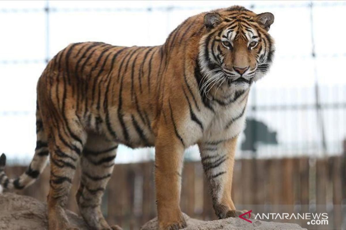 Harimau masuk area kampus UNSRI Palembang